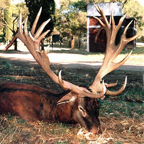 El trofeo de ciervo colorado obtenido el 20 de marzo de 2002 en La Pampa por el cazador español Rafael Malo dueño del Coto «La Escondida» de General Acha, continúa siendo record Argentino y Americano.